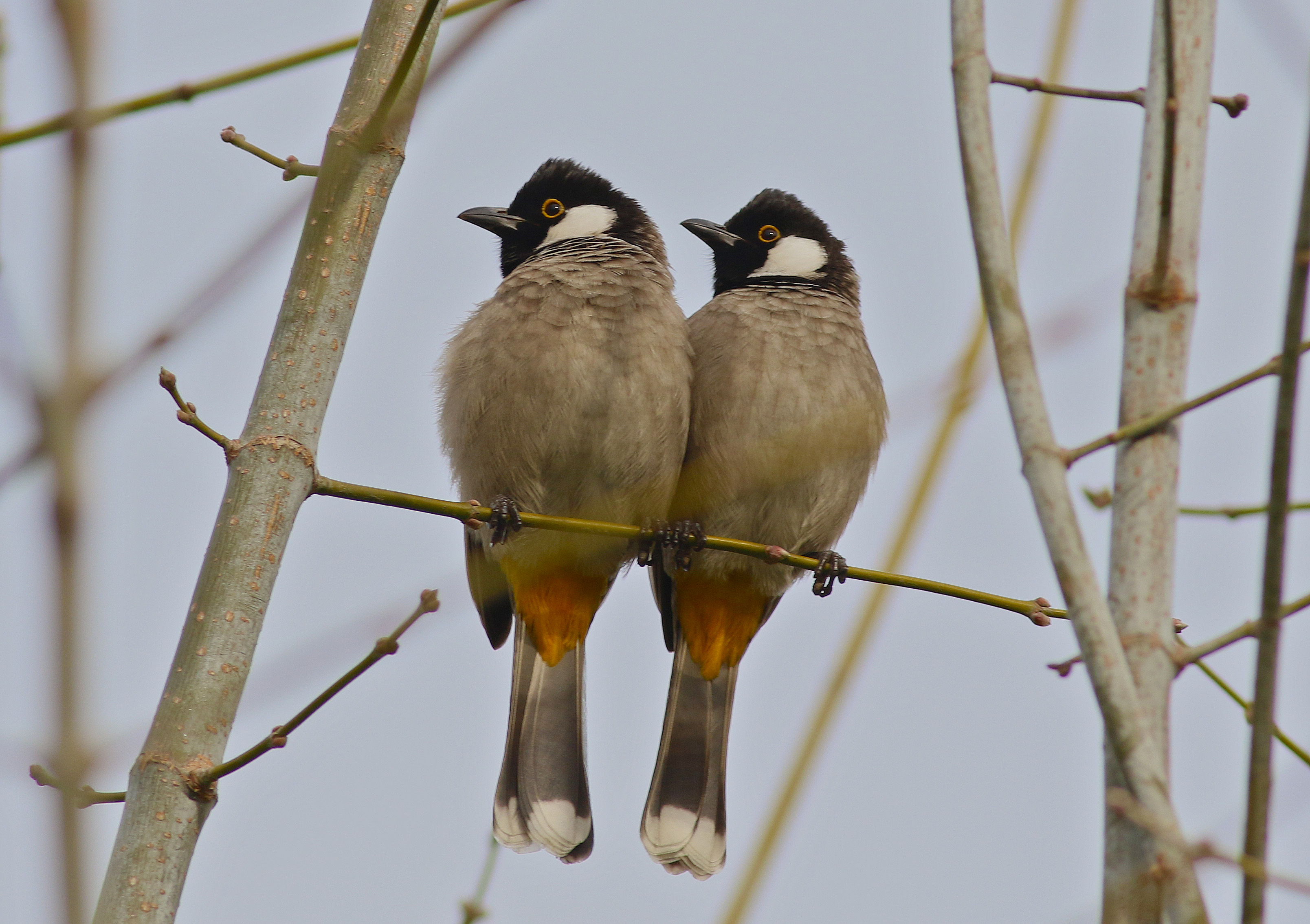 White-eared Bulbul